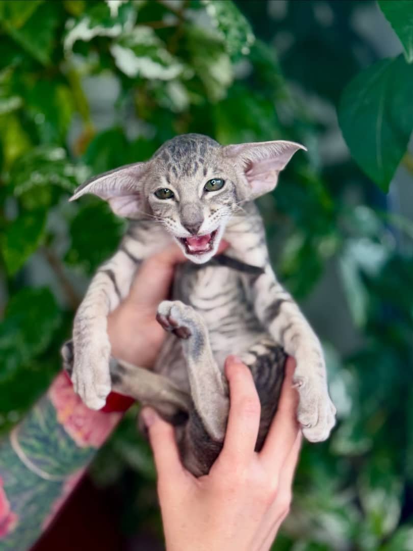 Milo - Oriental Shorthair Kitten